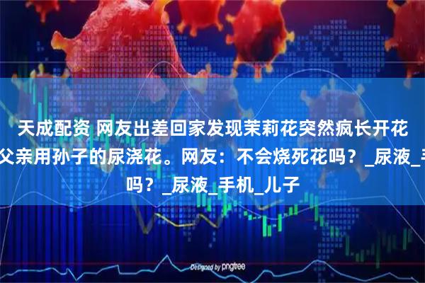 天成配资 网友出差回家发现茉莉花突然疯长开花，原来是父亲用孙子的尿浇花。网友：不会烧死花吗？_尿液_手机_儿子